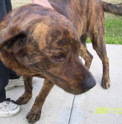 PLOTT HOUND/LAB located in St. Martinville, LA was saved