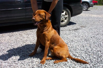 Other Photos of thie Dog