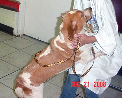 Other Photos of thie Dog