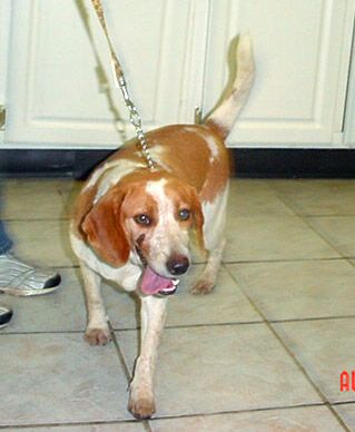 Other Photos of thie Dog