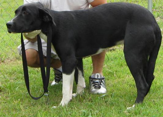 Other Photos of thie Dog