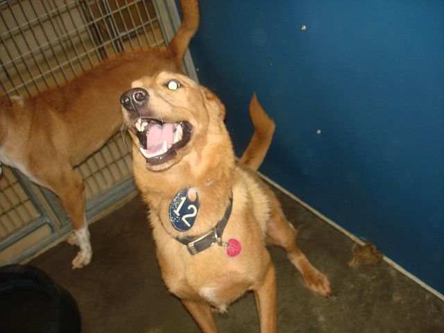 Other Photos of thie Dog