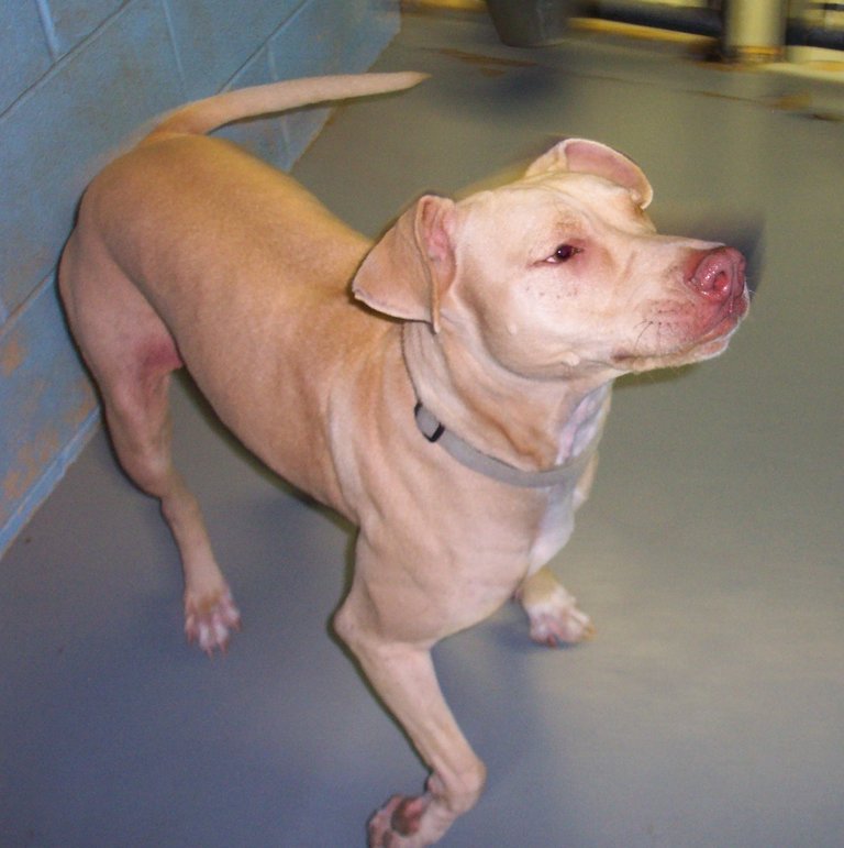 Other Photos of thie Dog