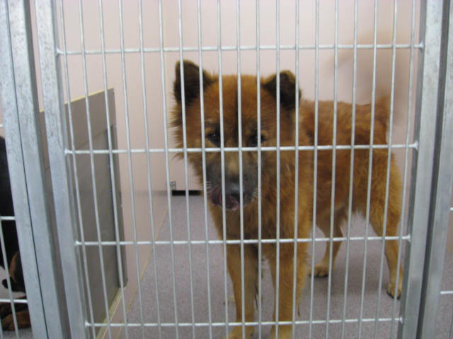 Other Photos of thie Dog