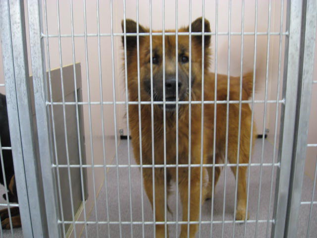 Other Photos of thie Dog