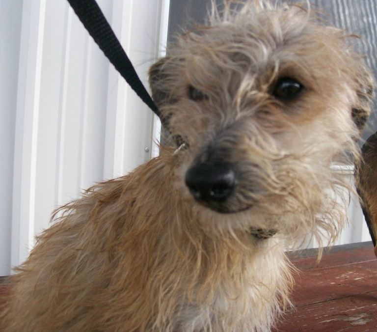 Other Photos of thie Dog