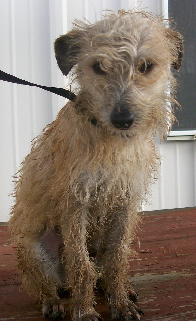 Other Photos of thie Dog