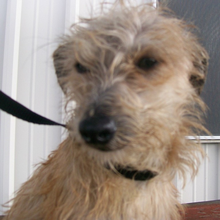 Other Photos of thie Dog