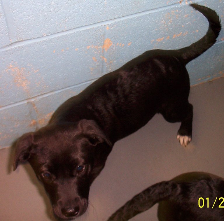 Other Photos of thie Dog