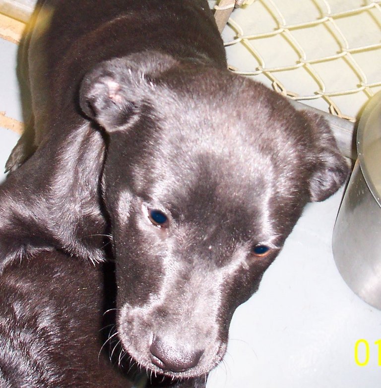 Other Photos of thie Dog