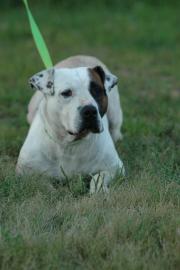 Other Photos of thie Dog