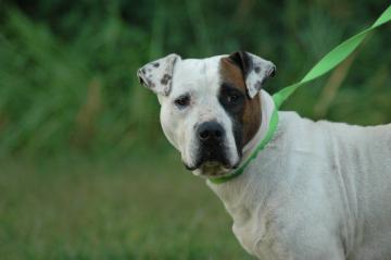 Other Photos of thie Dog