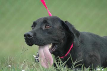 Other Photos of thie Dog