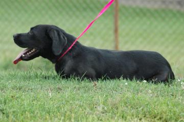 Other Photos of thie Dog
