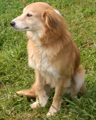 Other Photos of thie Dog