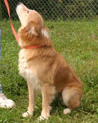 Other Photos of thie Dog