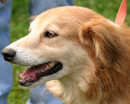 Other Photos of thie Dog