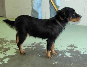 Other Photos of thie Dog