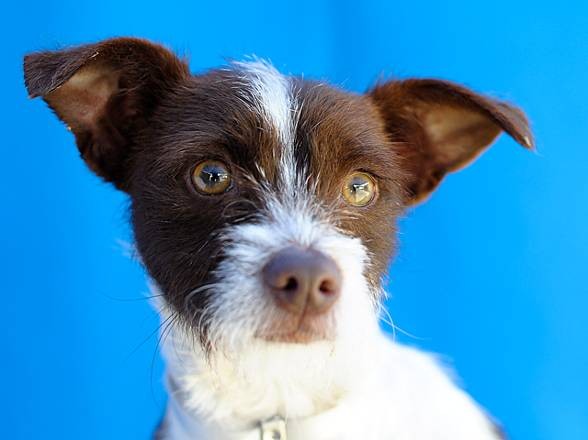 Main Photo of this Dog
