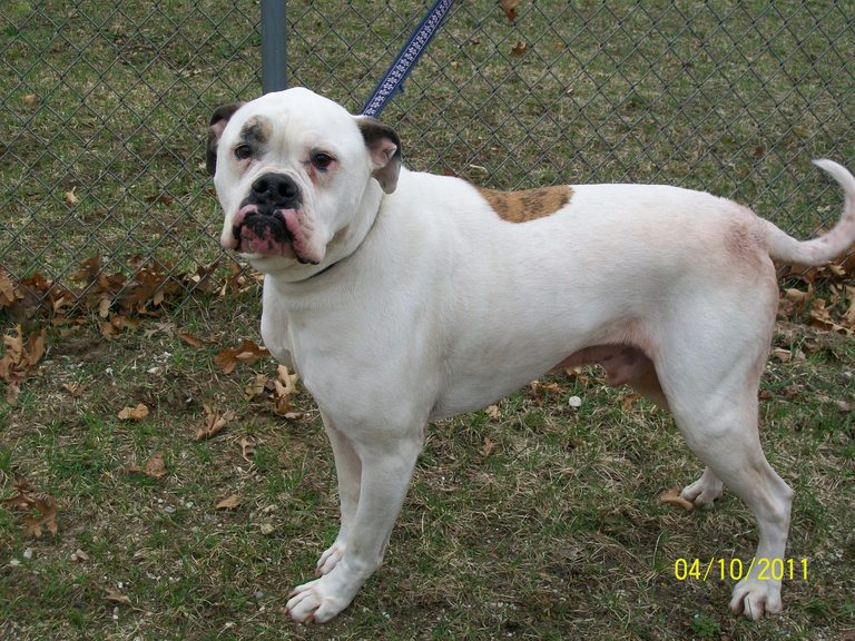 Other Photos of thie Dog