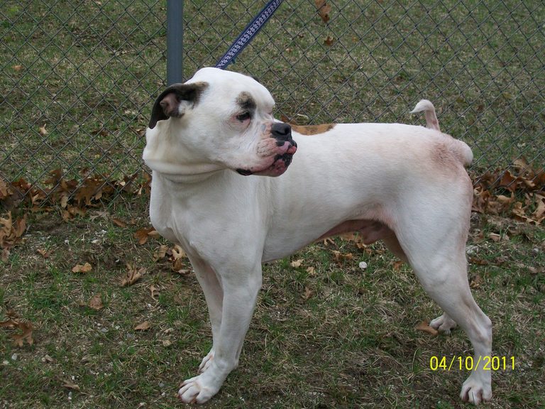 Other Photos of thie Dog