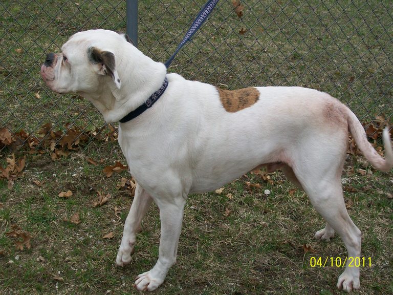 Other Photos of thie Dog
