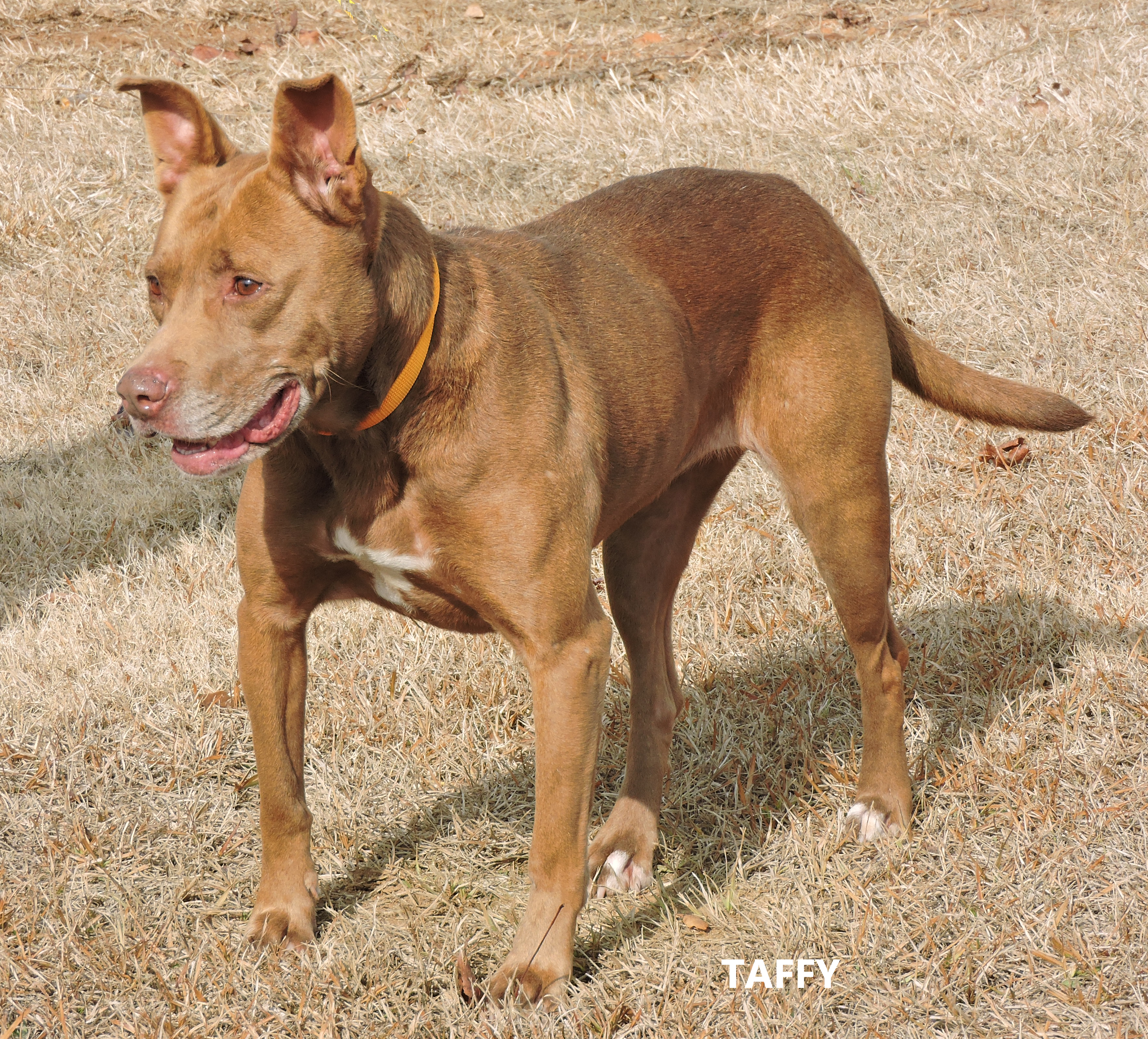 Other Photos of thie Dog