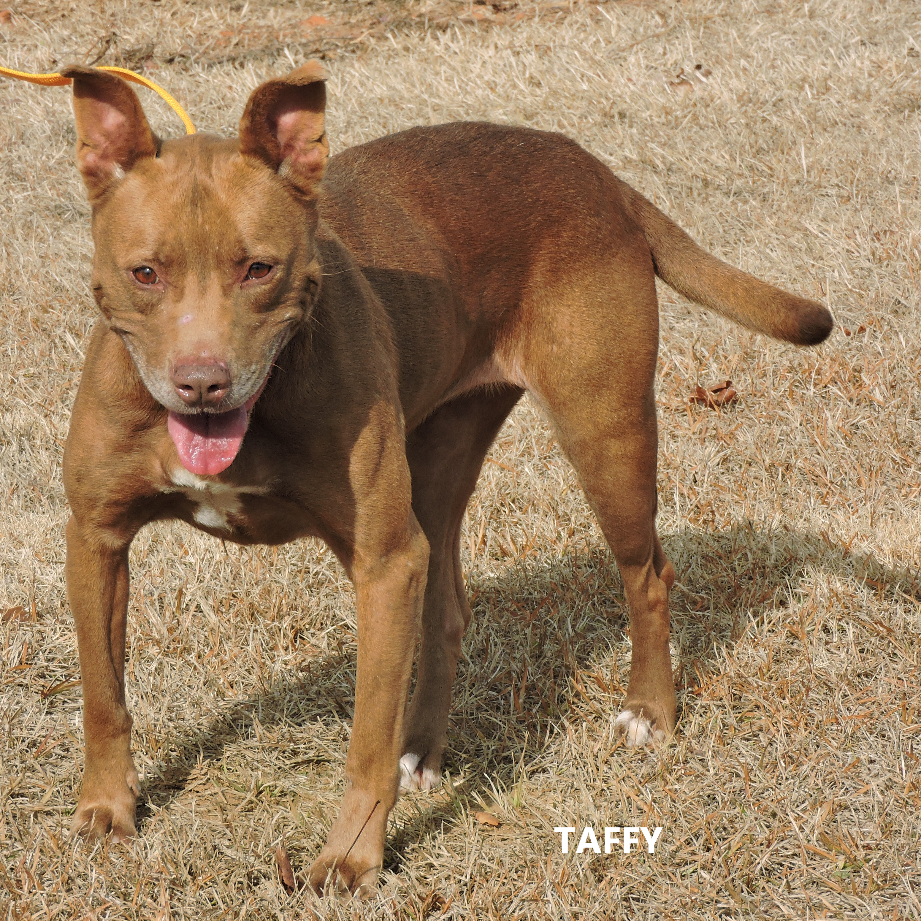 Other Photos of thie Dog