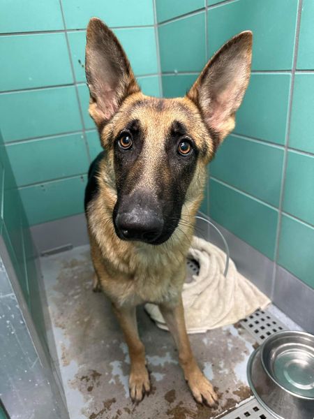 Main Photo of this Dog