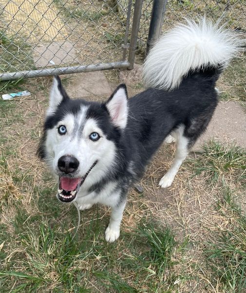 Main Photo of this Dog