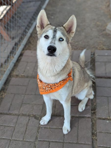 Main Photo of this Dog