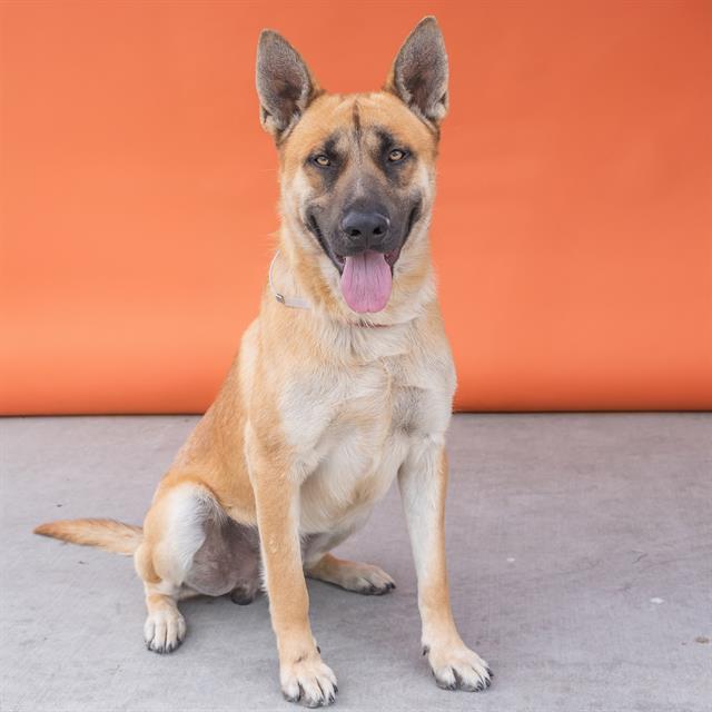 Main Photo of this Dog