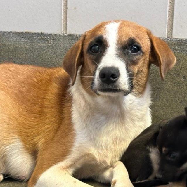 Main Photo of this Dog