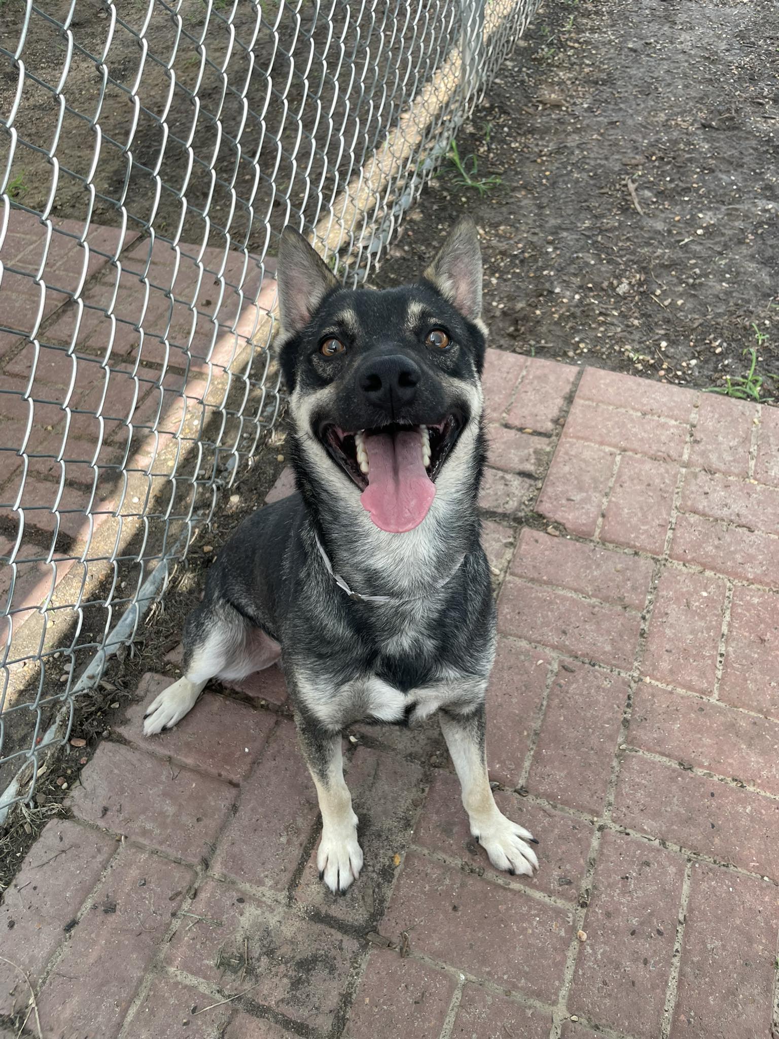 Other Photos of thie Dog