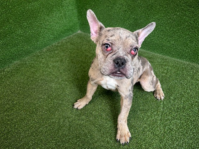 Mya, a French Bulldog, available for adoption