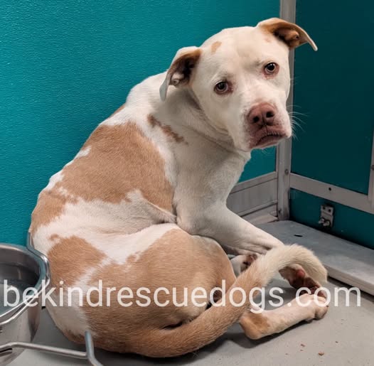 Cody, a Pit Bull Terrier, available for adoption