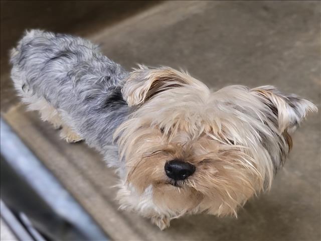 Mylo, a Yorkshire Terrier Yorkie, available for adoption