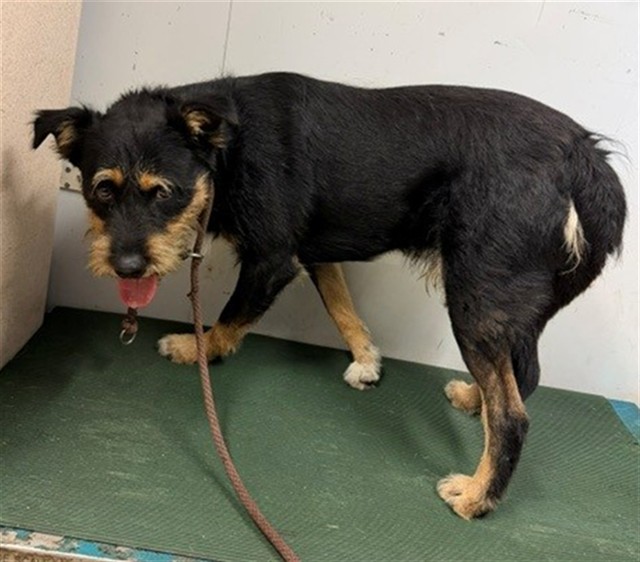 Boz, a Terrier, available for adoption