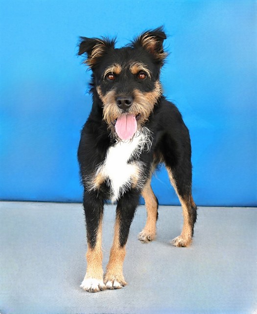 Adoptable pet photo