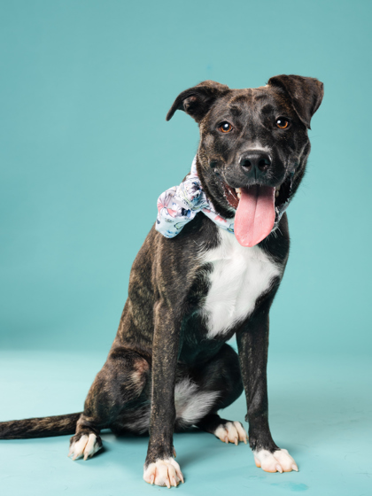 Lenny, a Pit Bull Terrier, available for adoption