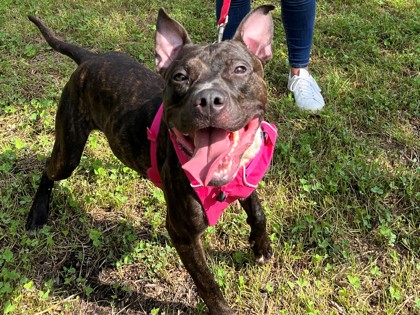 Lenny, a Pit Bull Terrier, available for adoption