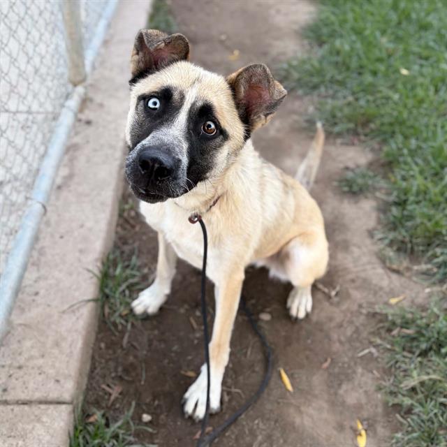 Pippa, a German Shepherd, available for adoption