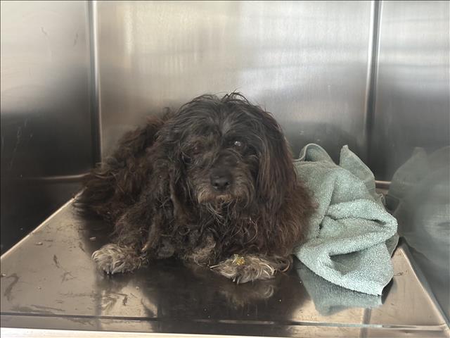 Charley, a Cocker Spaniel, available for adoption