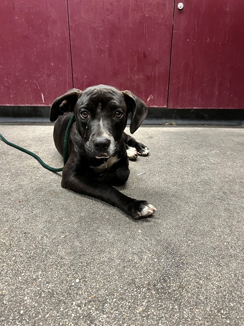 Chaz, a Labrador Retriever, available for adoption