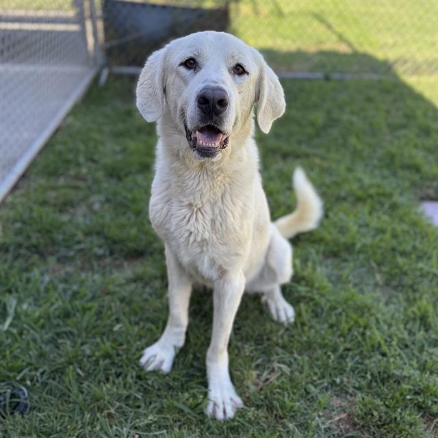 Sweetums, a Great Pyrenees, available for adoption