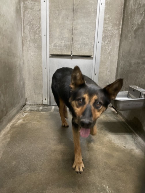 Stella, a German Shepherd (mix breed), available for adoption