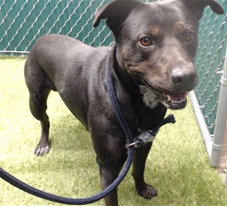 Efo, a Terrier, available for adoption