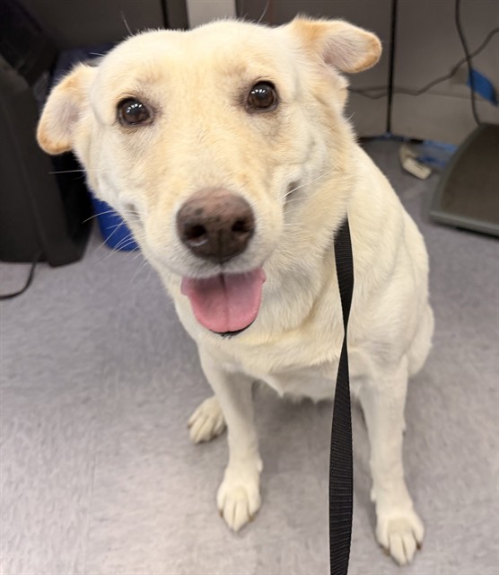 Leila, a Labrador Retriever, available for adoption