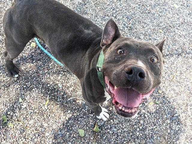 Auggie, a Bullmastiff (mix breed), available for adoption