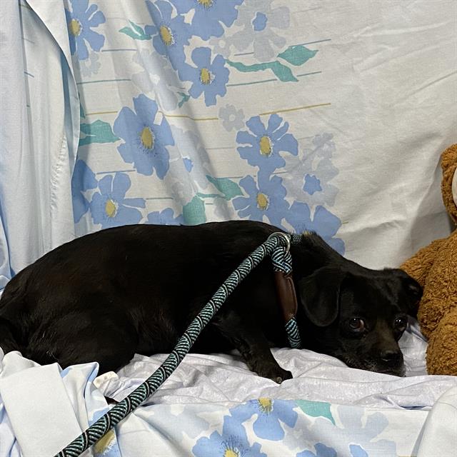 Priscilla, a Pug, available for adoption